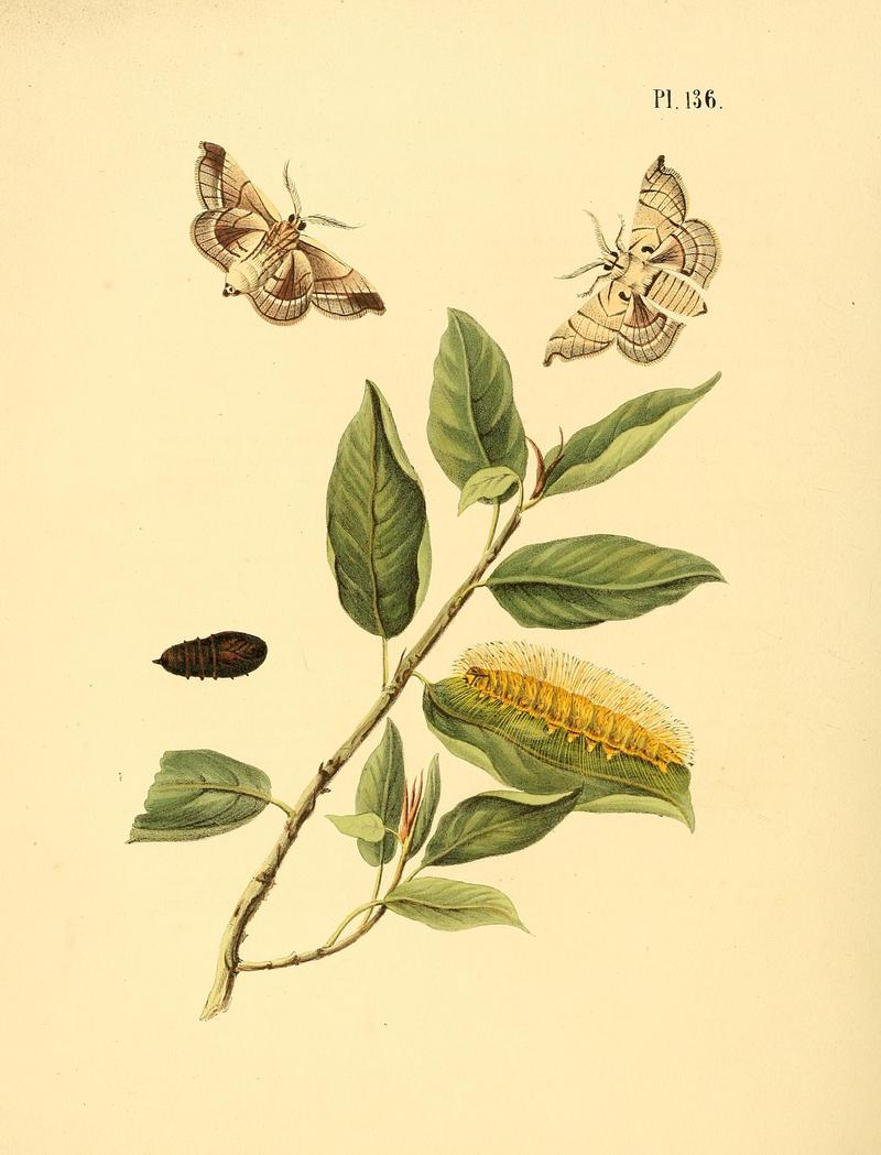 Surinaamsche vlinders (Pl. 136) BHL33053899