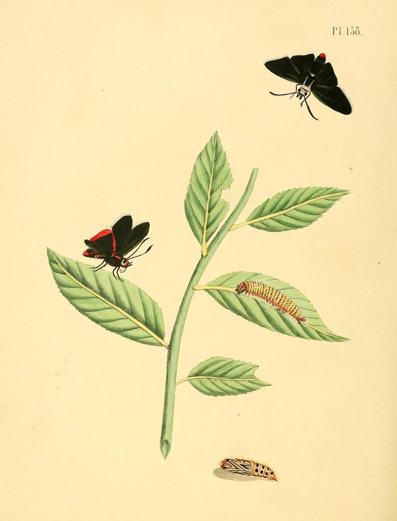Surinaamsche vlinders (Pl. 138) BHL33053907