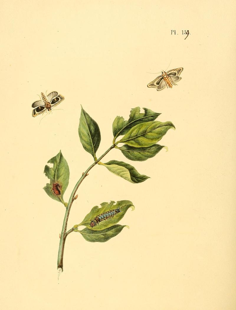 Surinaamsche vlinders (Pl. 139) BHL33053911
