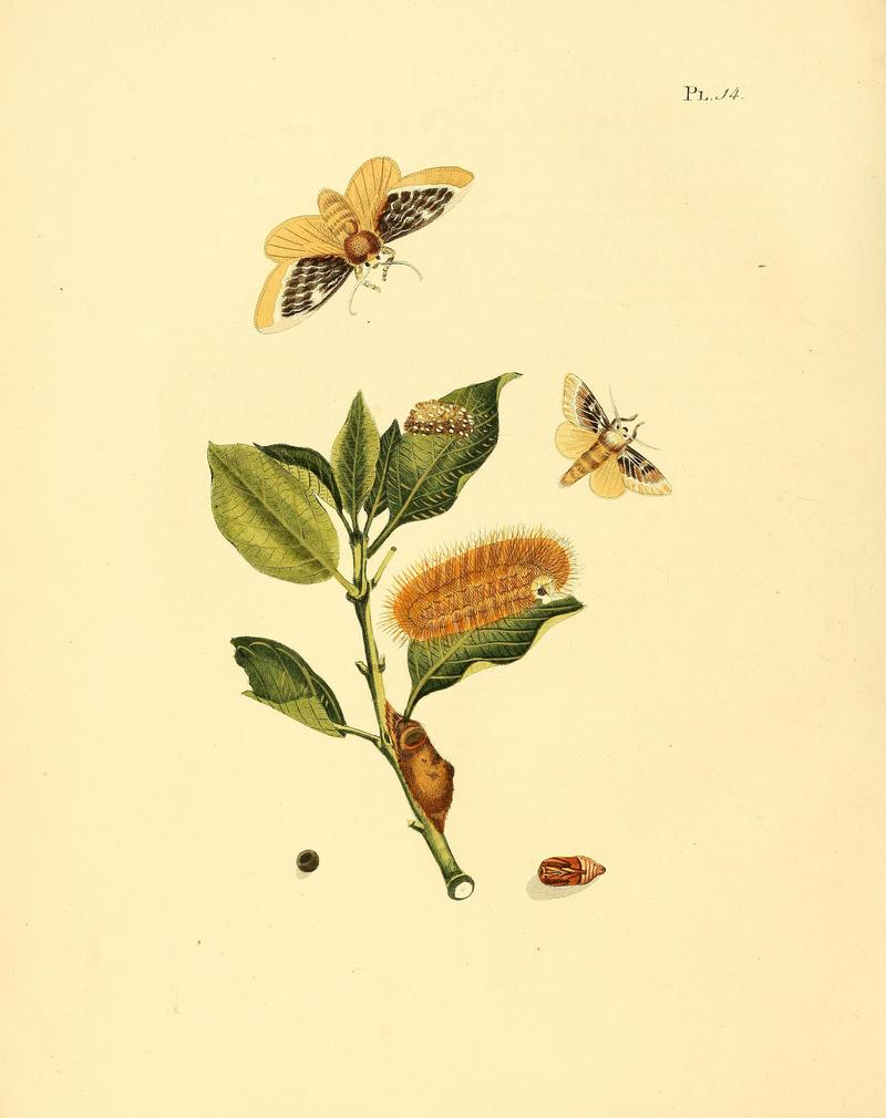 Surinaamsche vlinders (Pl. 14) BHL33053399