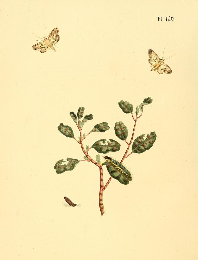 Surinaamsche vlinders (Pl. 140) BHL33053915