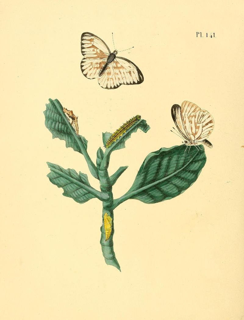 Surinaamsche vlinders (Pl. 141) BHL33053919