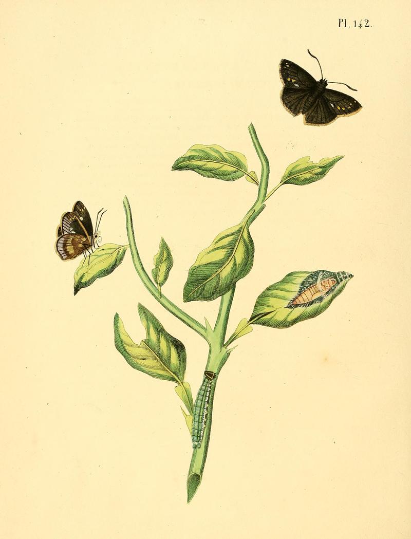 Surinaamsche vlinders (Pl. 142) BHL33053923