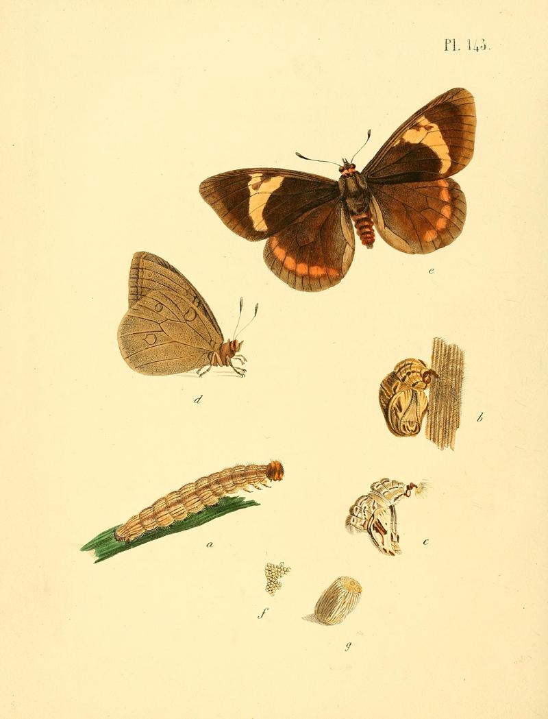 Surinaamsche vlinders (Pl. 143) BHL33053927