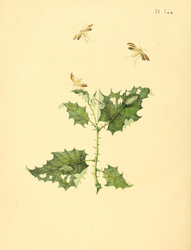 Surinaamsche vlinders (Pl. 144) BHL33053931