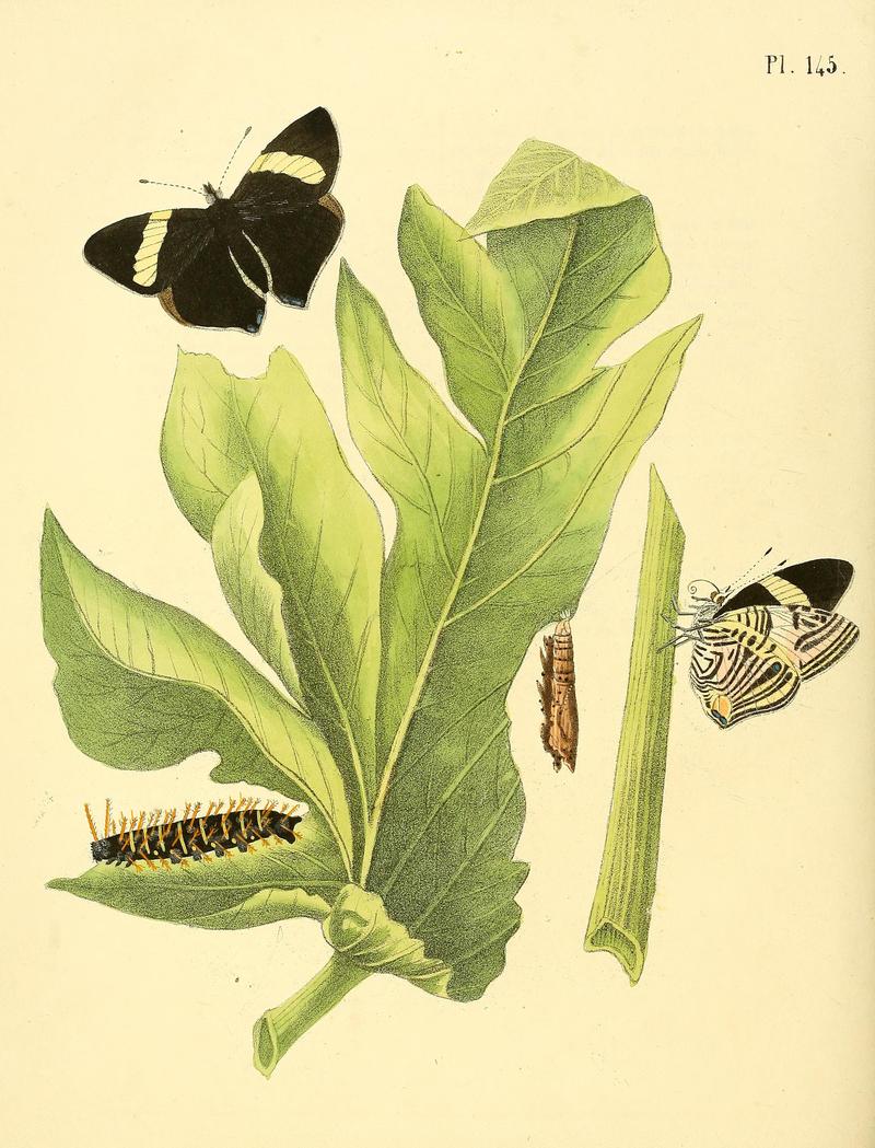 Surinaamsche vlinders (Pl. 145) BHL33053935