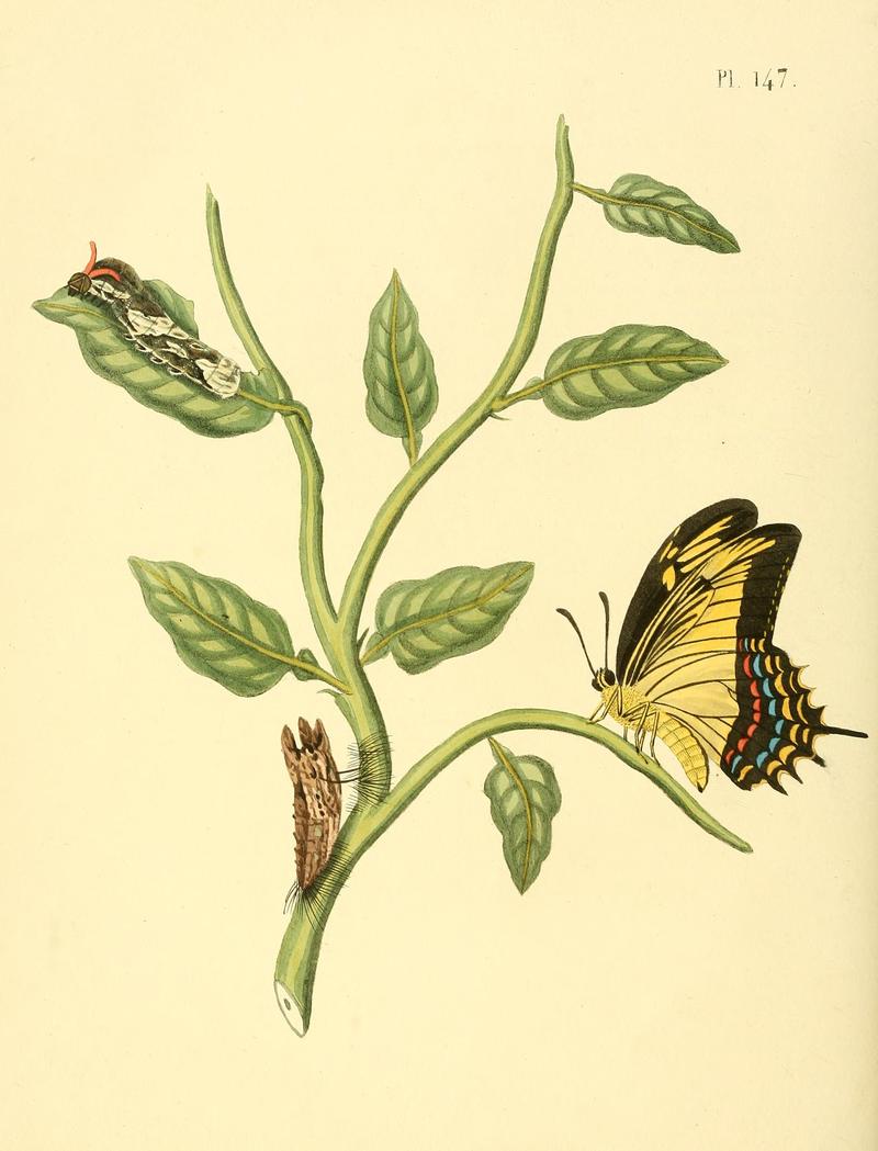 Surinaamsche vlinders (Pl. 147) BHL33053943