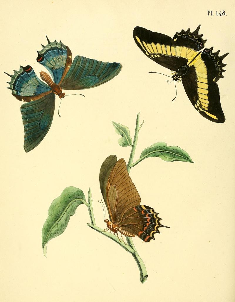 Surinaamsche vlinders (Pl. 148) BHL33053947