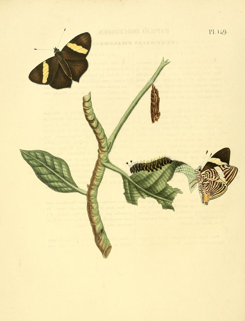 Surinaamsche vlinders (Pl. 149) BHL33053951