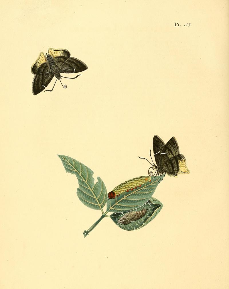 Surinaamsche vlinders (Pl. 15) BHL33053403