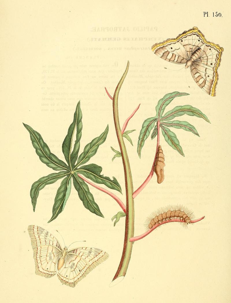 Surinaamsche vlinders (Pl. 150) BHL33053955