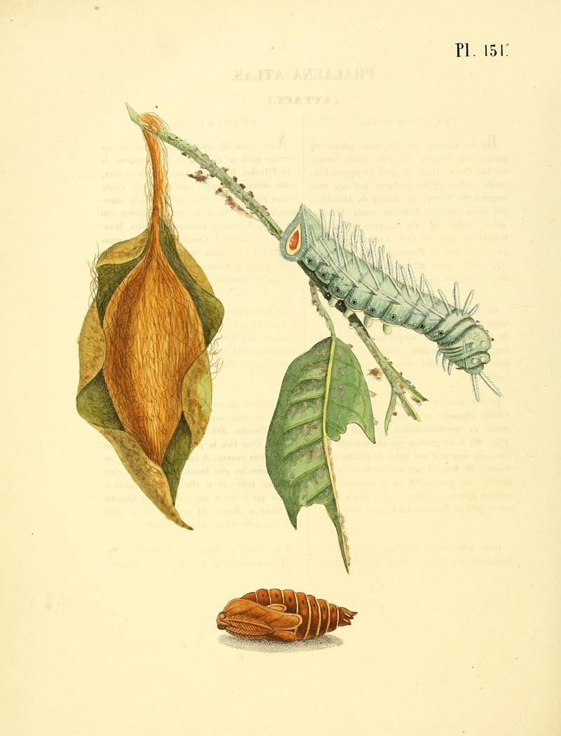 Surinaamsche vlinders (Pl. 151) BHL33053959