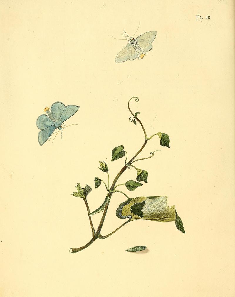 Surinaamsche vlinders (Pl. 18) BHL33053415