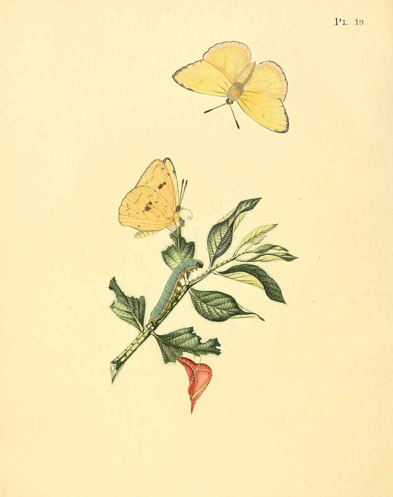 Surinaamsche vlinders (Pl. 19) BHL33053419