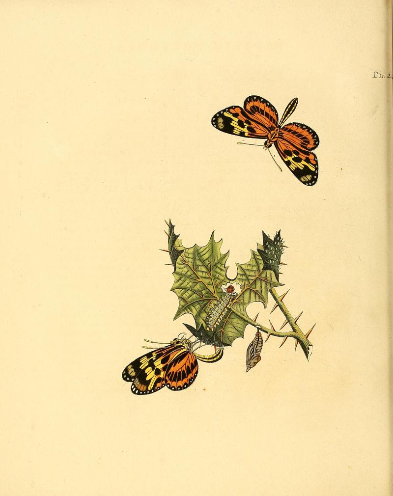 Surinaamsche vlinders (Pl. 2) BHL33053363