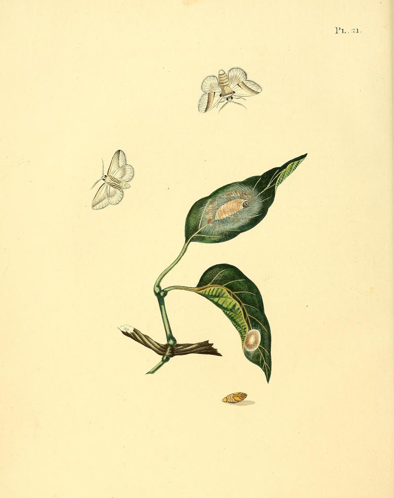 Surinaamsche vlinders (Pl. 21) BHL33053427