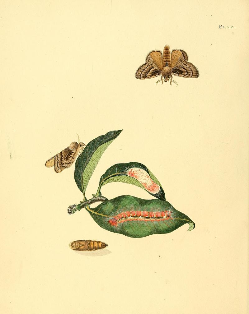 Surinaamsche vlinders (Pl. 22) BHL33053431