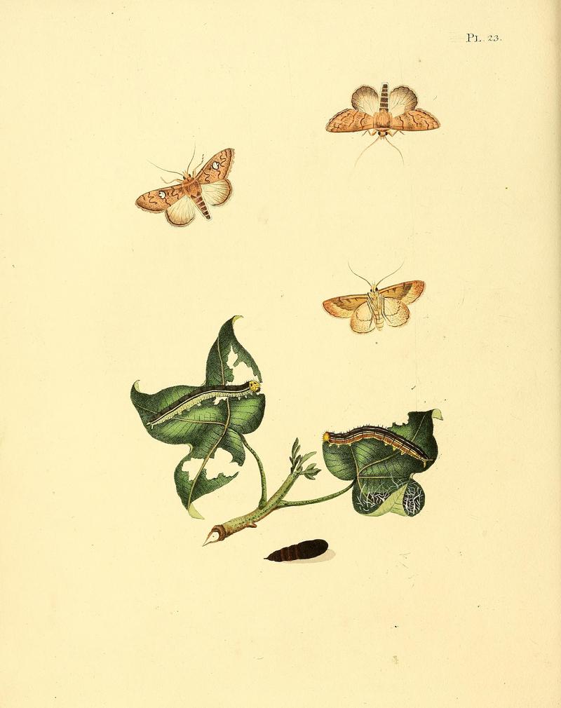 Surinaamsche vlinders (Pl. 23) BHL33053435