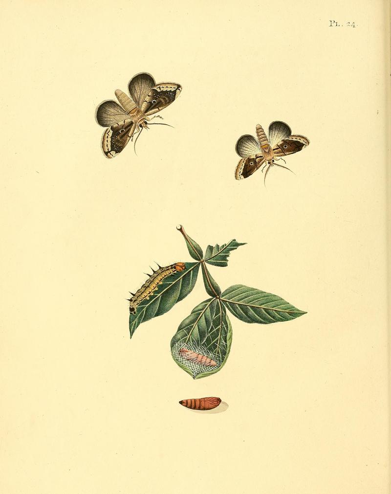 Surinaamsche vlinders (Pl. 24) BHL33053439