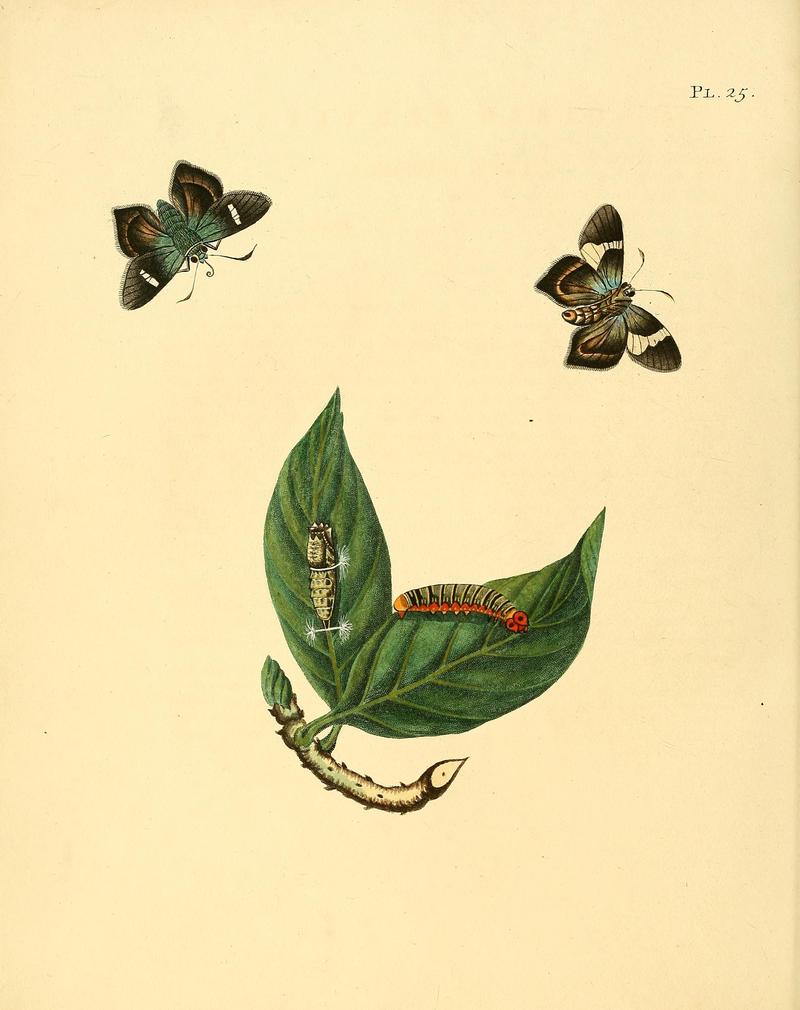 Surinaamsche vlinders (Pl. 25) BHL33053443