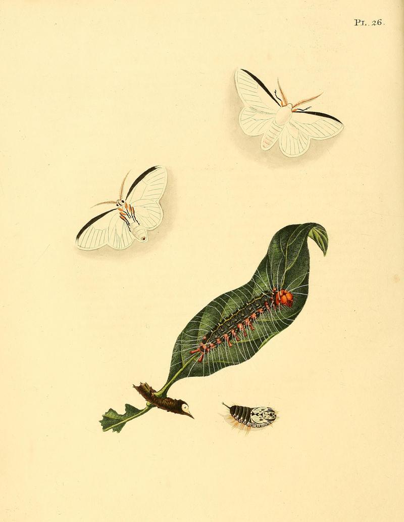 Surinaamsche vlinders (Pl. 26) BHL33053447