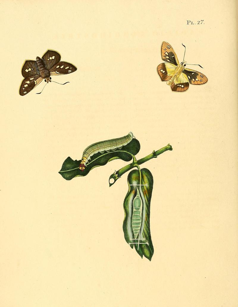 Surinaamsche vlinders (Pl. 27) BHL33053451