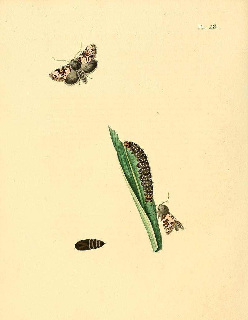 Surinaamsche vlinders (Pl. 28) BHL33053455