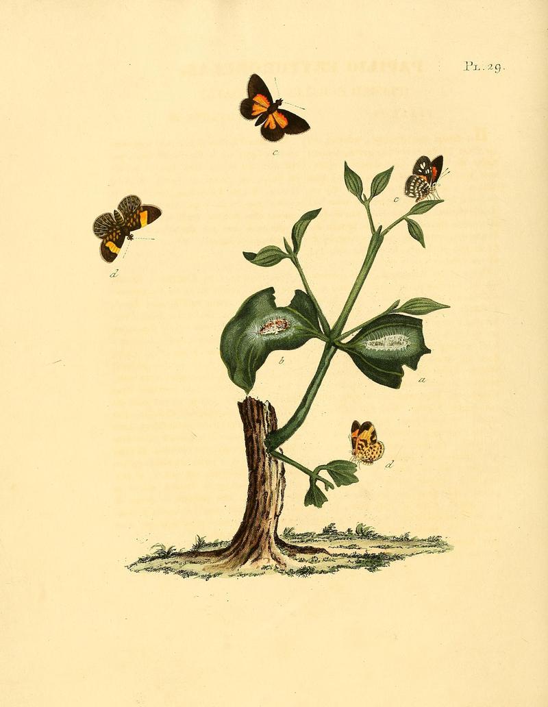 Surinaamsche vlinders (Pl. 29) BHL33053459