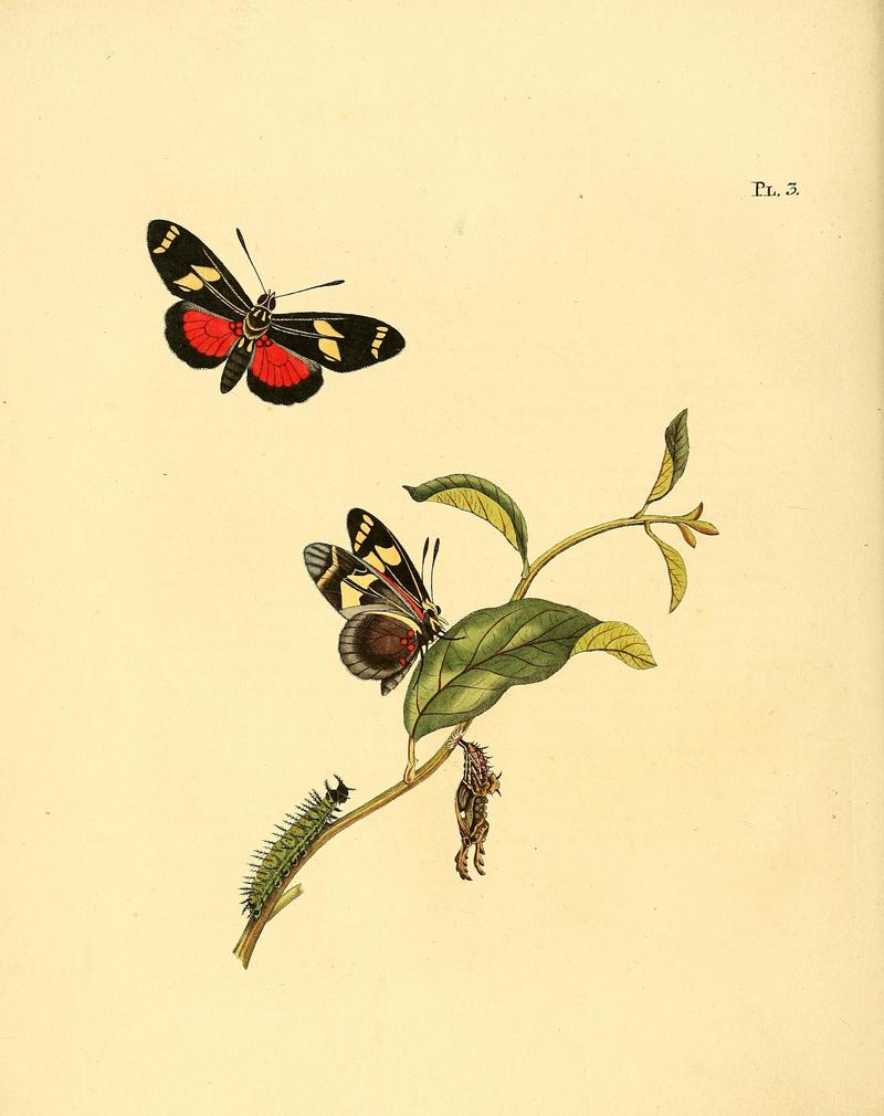 Surinaamsche vlinders (Pl. 3) BHL33053359