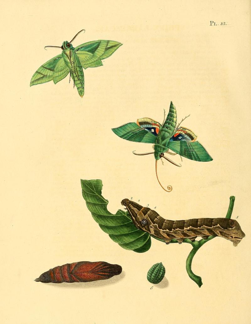 Surinaamsche vlinders (Pl. 32) BHL33053471