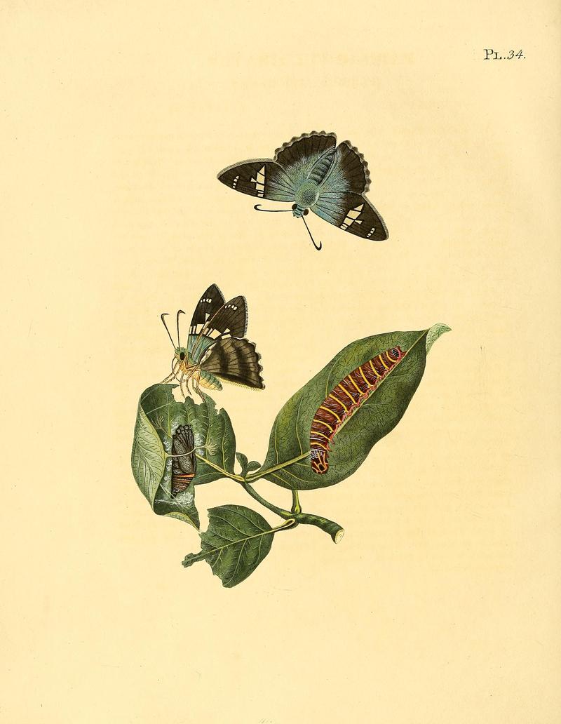 Surinaamsche vlinders (Pl. 34) BHL33053479