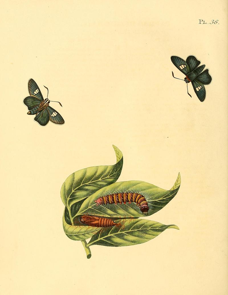 Surinaamsche vlinders (Pl. 36) BHL33053487