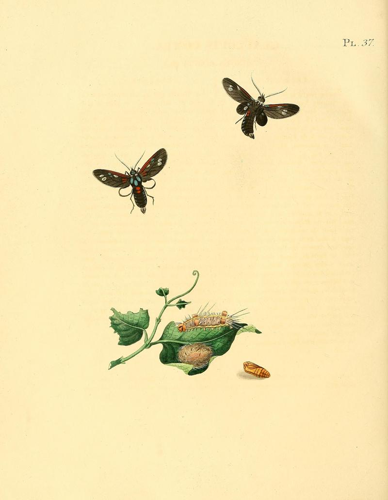 Surinaamsche vlinders (Pl. 37) BHL33053491