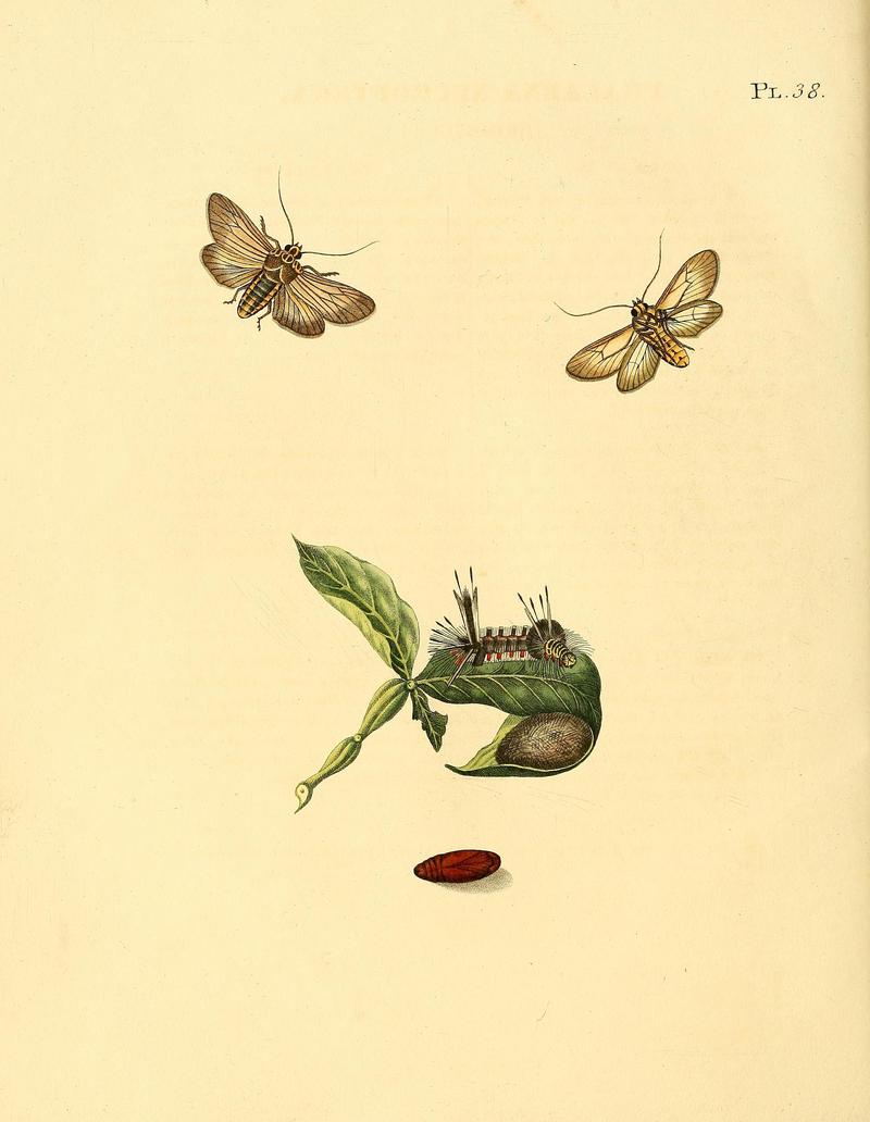 Surinaamsche vlinders (Pl. 38) BHL33053495