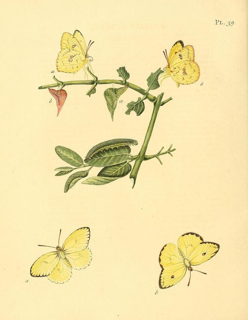 Surinaamsche vlinders (Pl. 39) BHL33053499