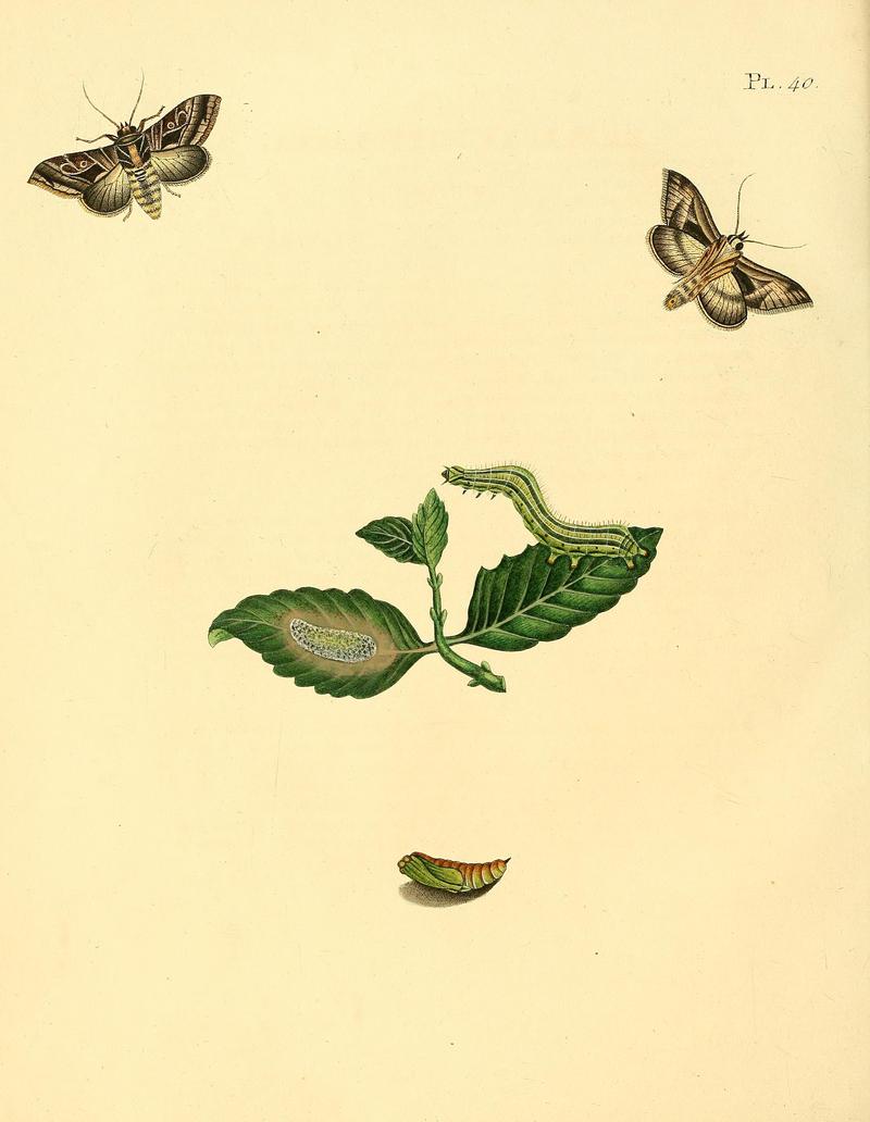 Surinaamsche vlinders (Pl. 40) BHL33053503