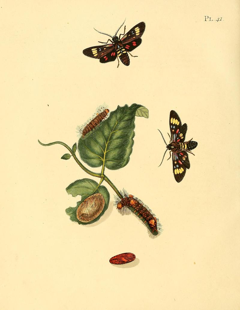 Surinaamsche vlinders (Pl. 41) BHL33053507