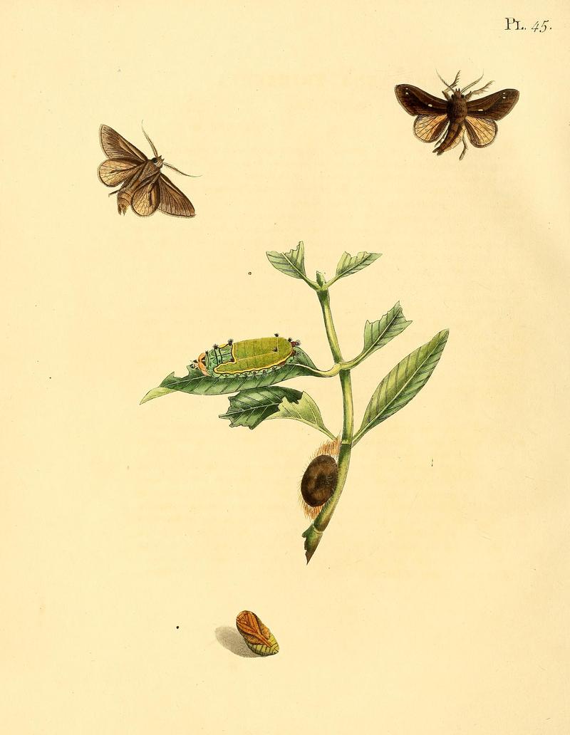 Surinaamsche vlinders (Pl. 45) BHL33053523