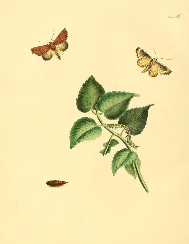 Surinaamsche vlinders (Pl. 46) BHL33053527