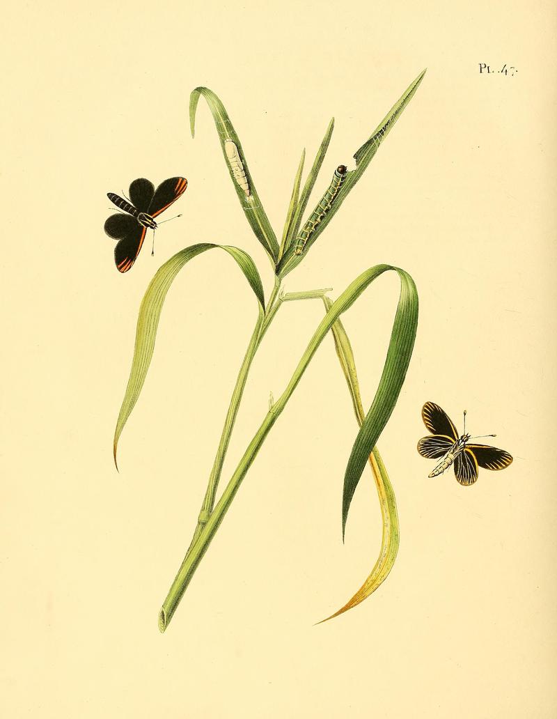 Surinaamsche vlinders (Pl. 47) BHL33053531