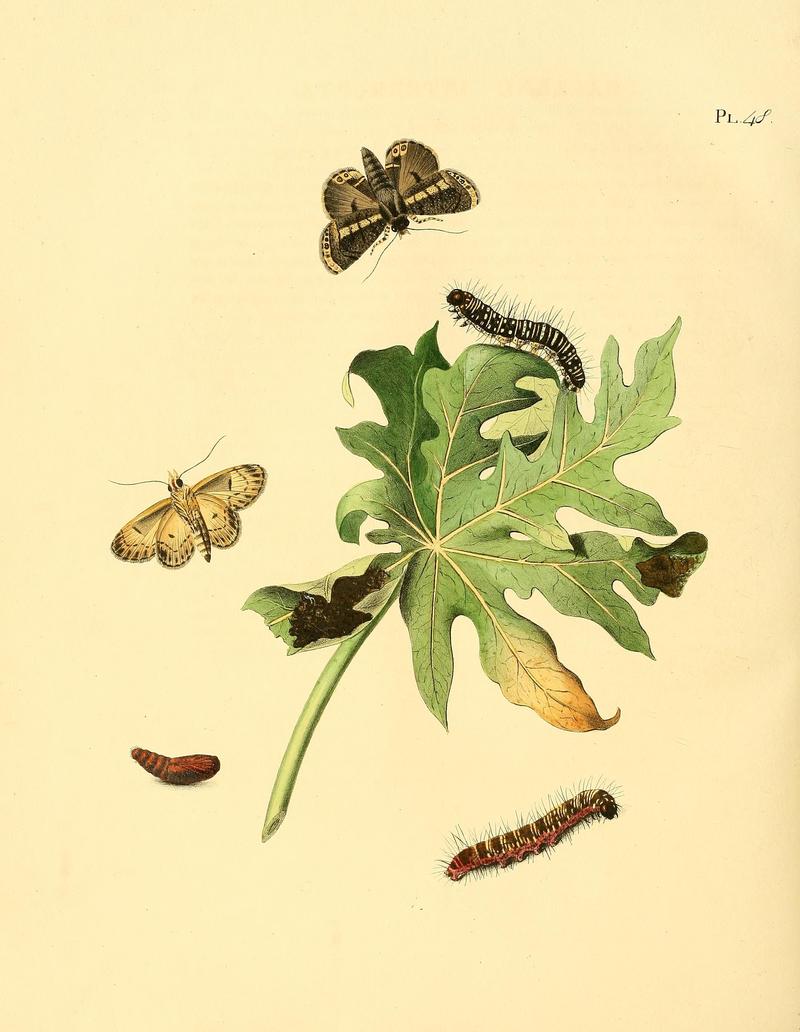 Surinaamsche vlinders (Pl. 48) BHL33053535