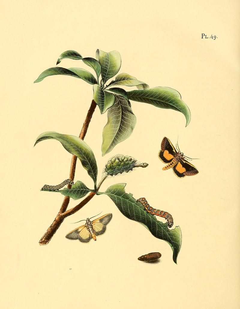 Surinaamsche vlinders (Pl. 49) BHL33053539