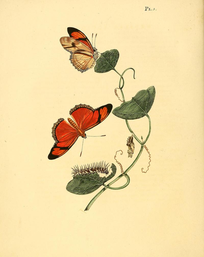 Surinaamsche vlinders (Pl. 5) BHL33053325