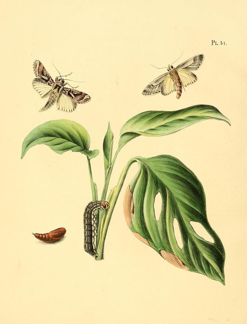 Surinaamsche vlinders (Pl. 51) BHL33053553