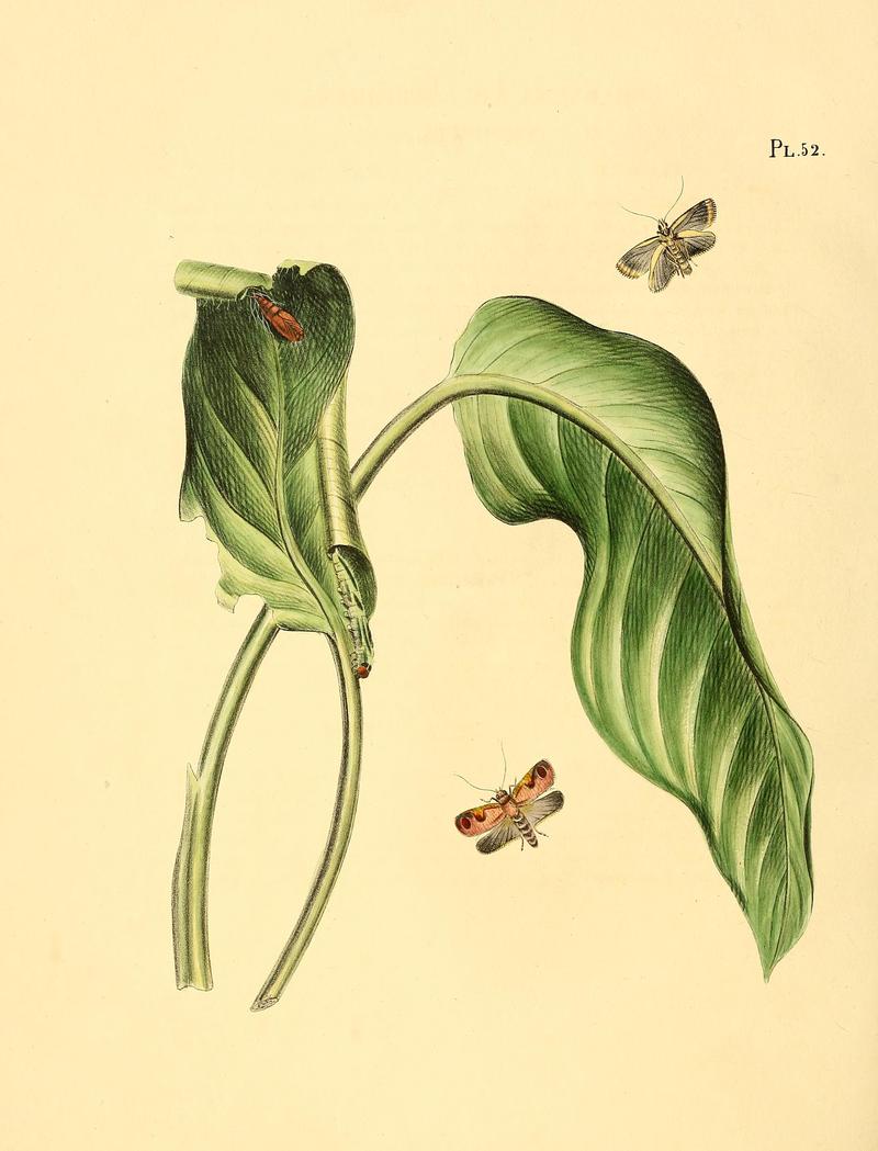 Surinaamsche vlinders (Pl. 52) BHL33053557