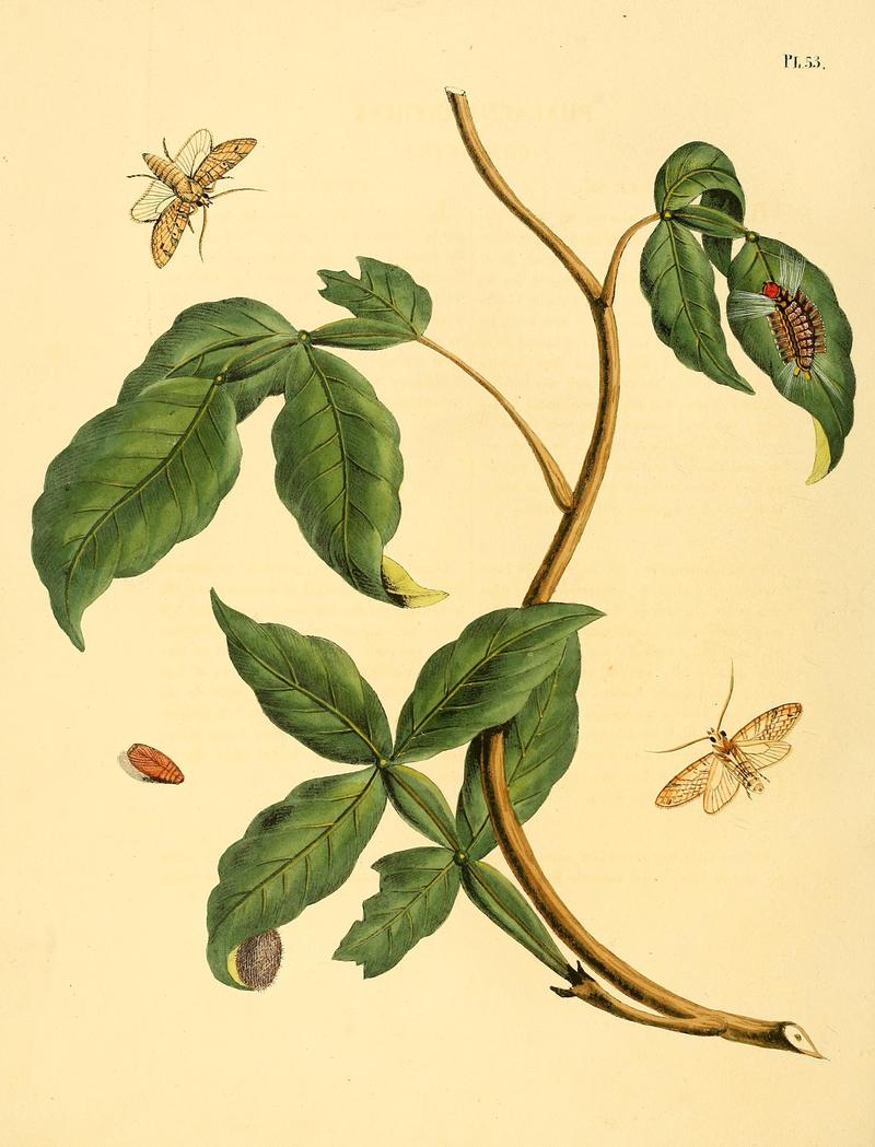 Surinaamsche vlinders (Pl. 53) BHL33053561