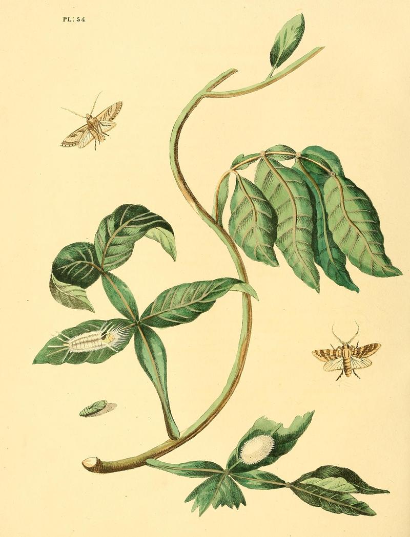 Surinaamsche vlinders (Pl. 54) BHL33053565