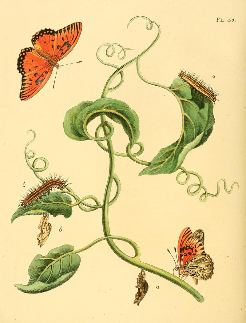 Surinaamsche vlinders (Pl. 55) BHL33053569