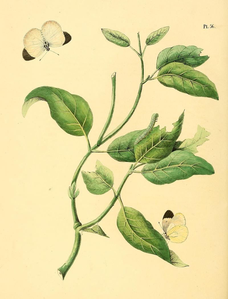 Surinaamsche vlinders (Pl. 56) BHL33053573