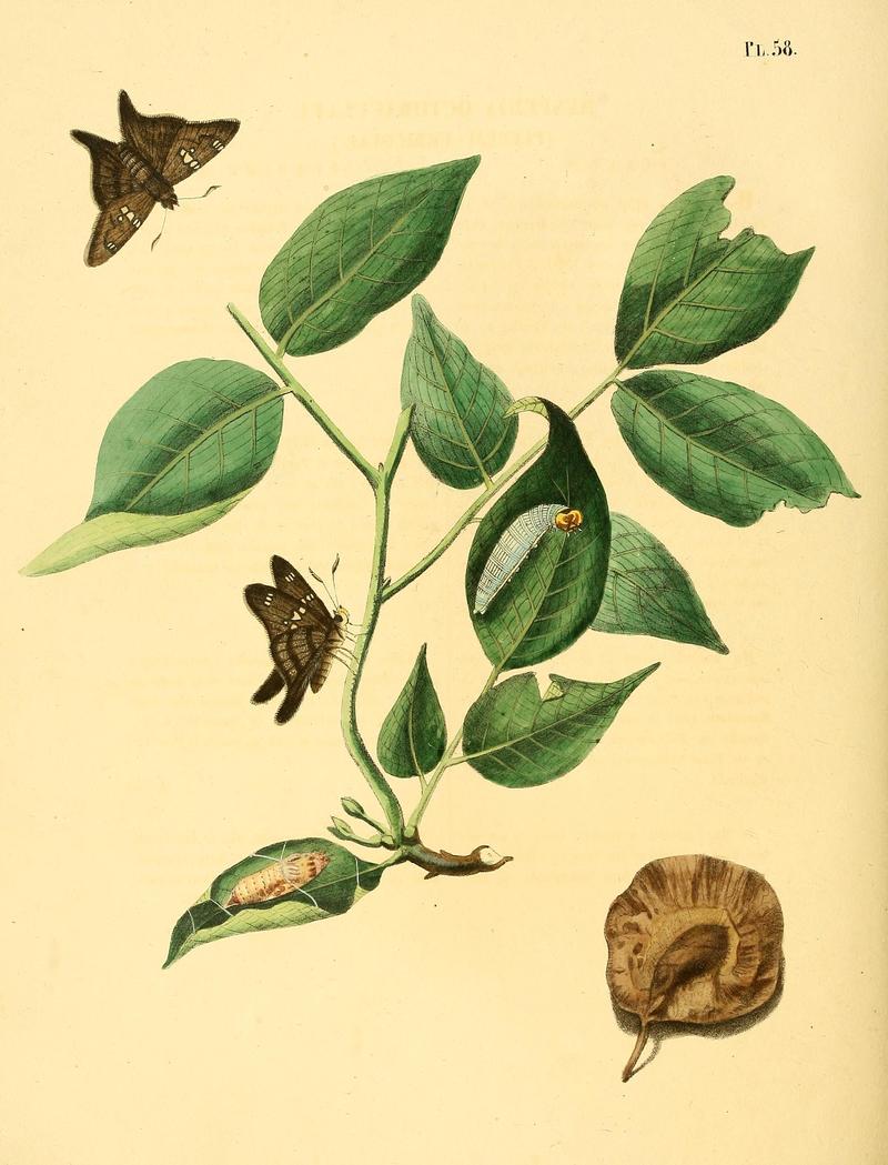 Surinaamsche vlinders (Pl. 58) BHL33053581